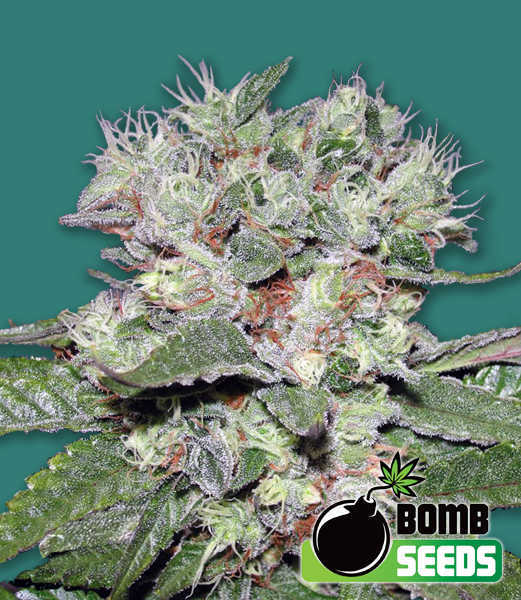 cbd bomb cannabis seeds
