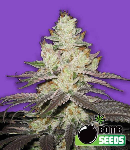 killer purps cannabis seeds