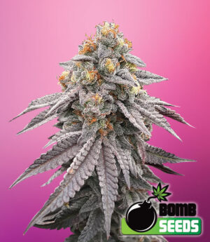 Runtz Bomb Feminized Marijuana Seeds